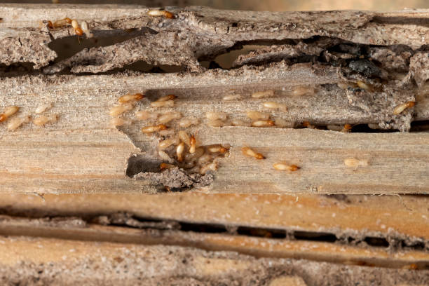 Best Wasp Removal Services  in Scow Mills, MO